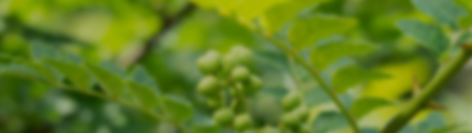 お問い合わせはこちら